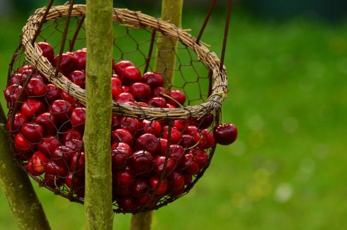 cherries-1503974_1920